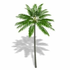 Coconut Palm Tree 3d model