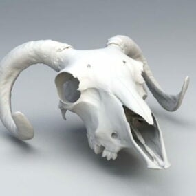 3d модель реалистичной скульптуры человеческого черепа