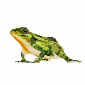 Model 3d Green Frog Rig