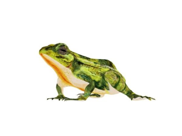 Green Frog Rig