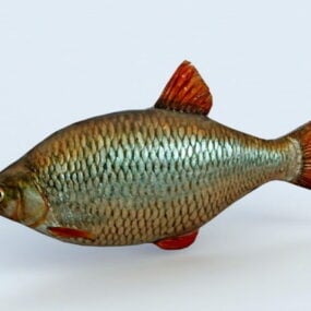 잉어 물고기 3d 모델