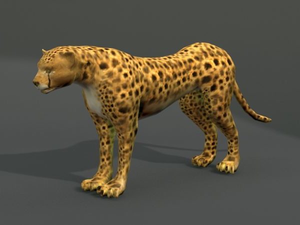 Cheetah Afrika Kidul