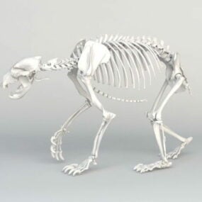 Mô hình bộ xương gấu xám 3d