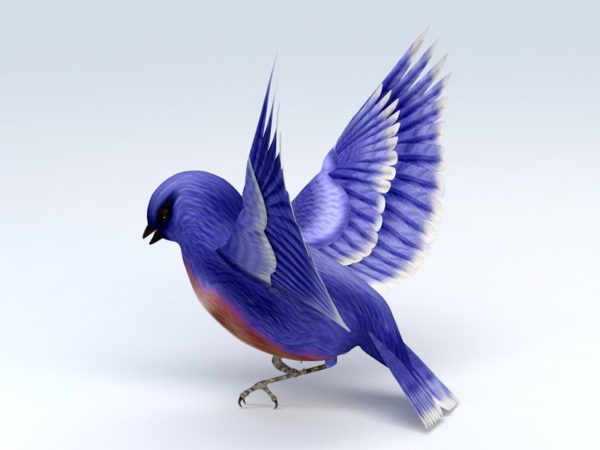 Modrý kolibřík