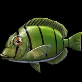 Green Tang Fish 3d model