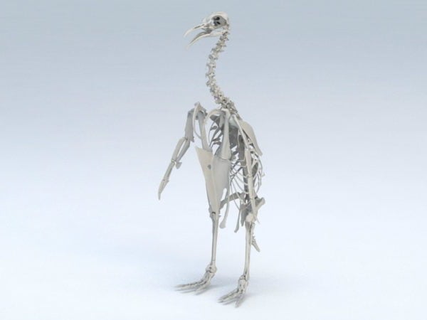Esqueleto de pingüino emperador