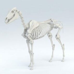 3d модель скелета коня