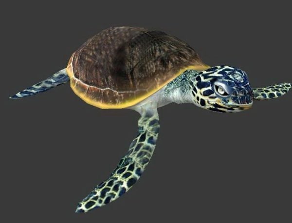 Zeeschildpad geanimeerd en rig