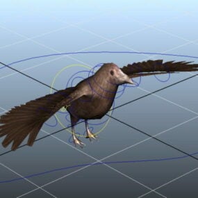 Model 3D przyponu Crow