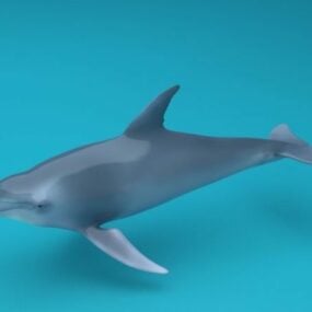 דולפין Rigged דגם תלת ממדי