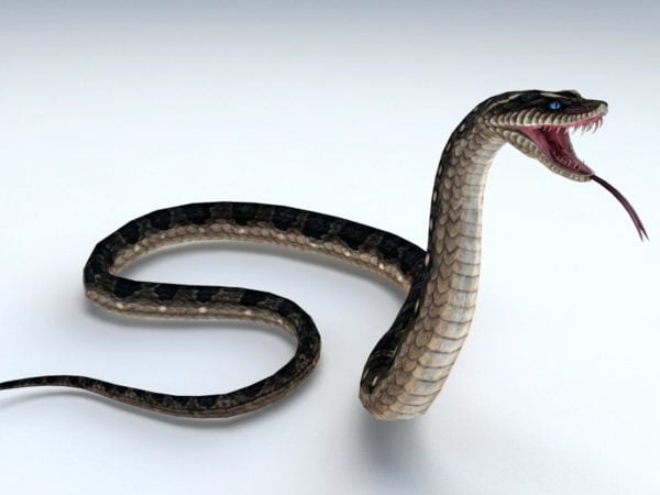 Snake aanvallen Rigged En geanimeerd