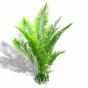 3д модель пальмового растения Арека