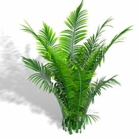 3д модель декоративного растения пальма Арека