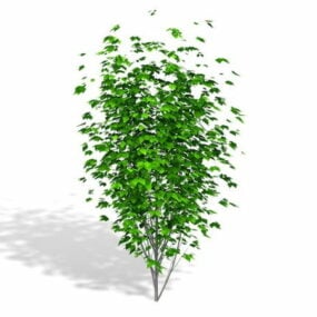 Ornamental Landscaping Tree 3d model