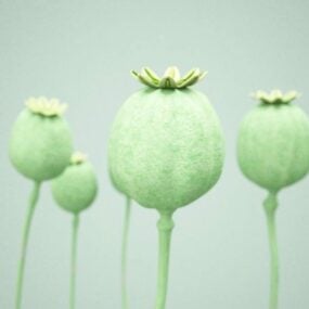 Tête de graine de pavot à opium modèle 3D