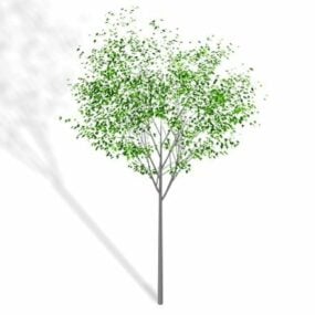 矮观赏树3d模型