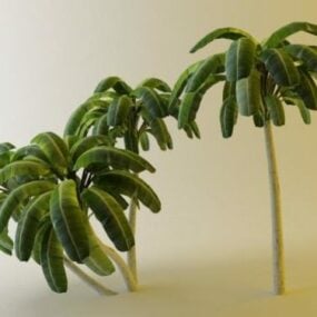 Coconut Tree 3d-modell