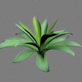 Furcraea Plant 3D-model