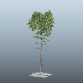Hoog dennenboom 3D-model