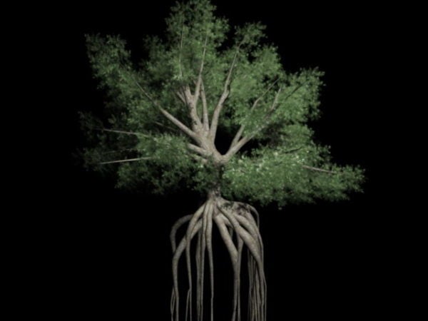 Grand arbre avec des racines