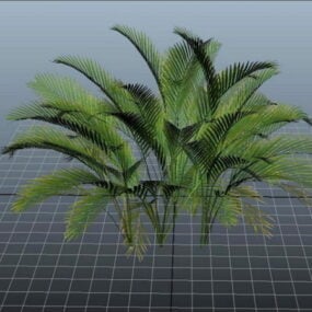 Planta de palma de gato modelo 3d