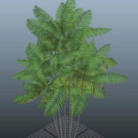 Macarthur Palm Tree 3d model