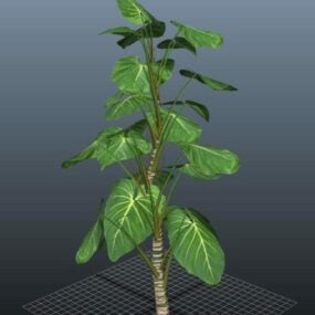 3D model rostliny filodendron