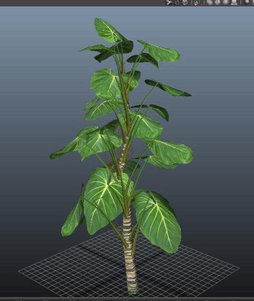 Rostlina filodendron