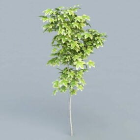 Różnorodny model drzewa klonowego norweskiego 3D