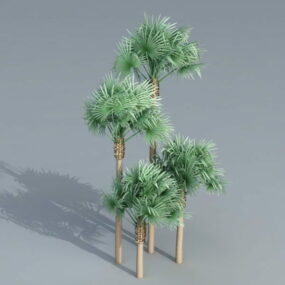 Fan Palm Trees 3d model