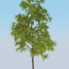 블랙 아카시아 나무 3d 모델