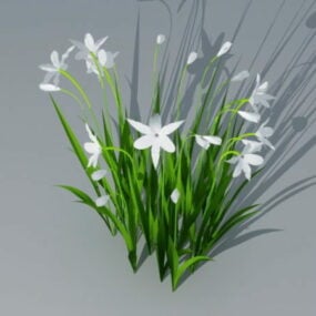 White Cymbidium Orchid Plant 3d model