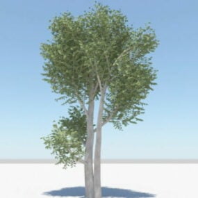 3д модель мангового дерева