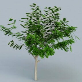 작은 아카시아 나무 3d 모델