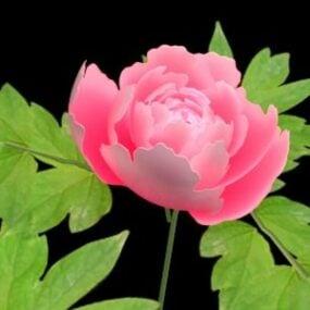 Animated Blooming Peony 3d model