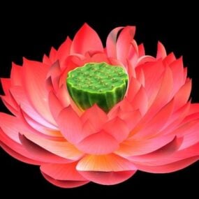 Lotus bloei 3D-model