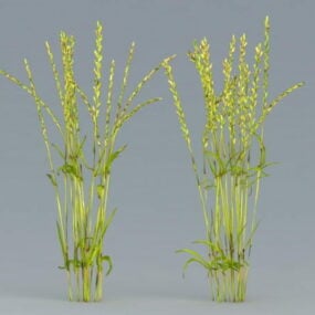 نموذج نبات الأرز ثلاثي الأبعاد