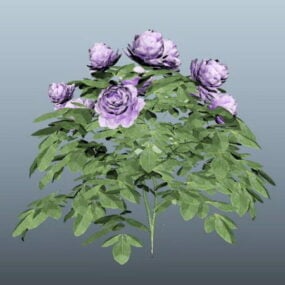 Purple Peony Plant 3d model