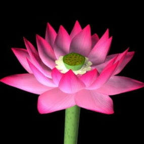 Wunderschönes Lotusblumen-3D-Modell
