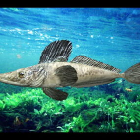 Sea Fish Kumanos 3d model