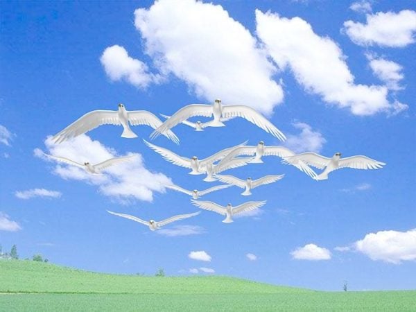 Flying Dove الرسوم المتحركة