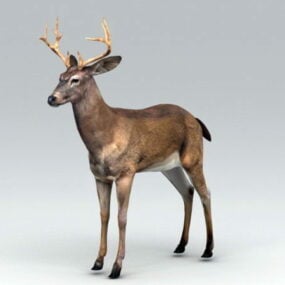 Swamp Deer Rig 3d model