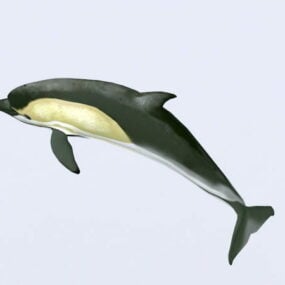 Common Dolphin Swimming Rig 3d-modell