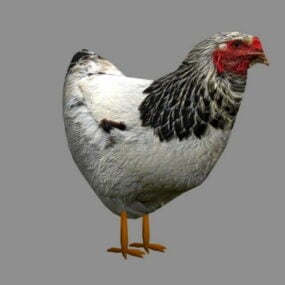 Modello 3d della gallina leggera Brahma