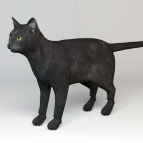 3D model Black Cat Rig