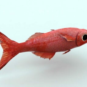 Model 3D czerwonej ryby