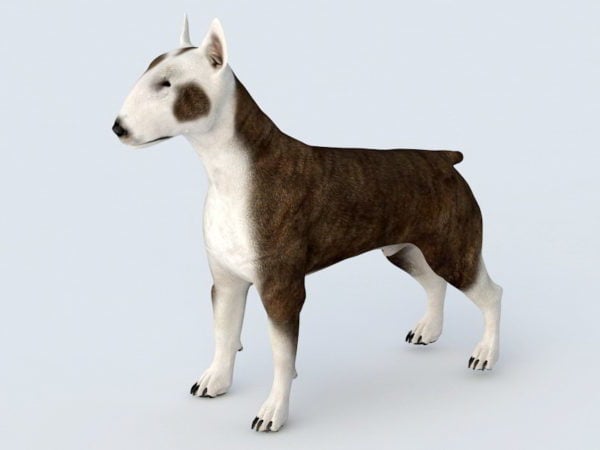 Bull Terrier Dog Rig