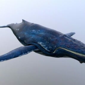 Baleen Whale τρισδιάστατο μοντέλο