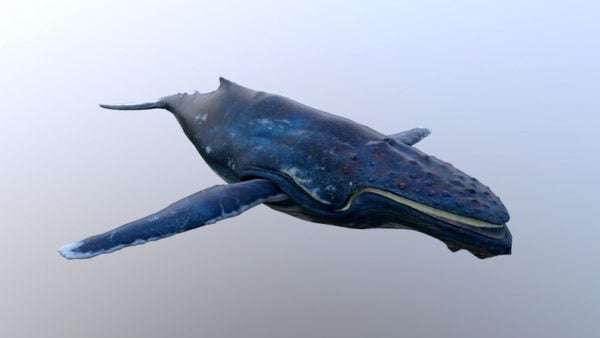 Baleenhval
