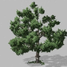 Eikenboom 3D-model
